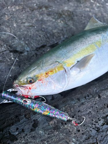 ハマチの釣果