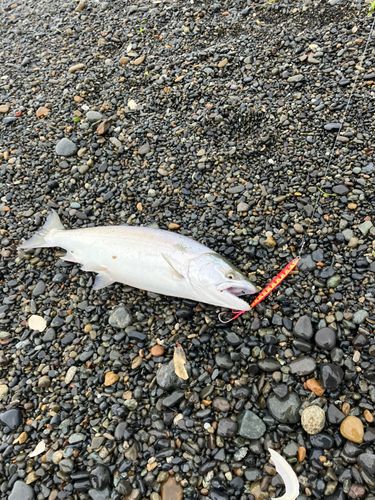 サクラマスの釣果