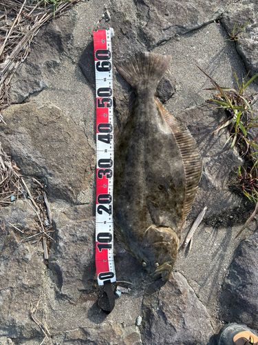 ヒラメの釣果