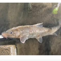 ニゴイの釣果