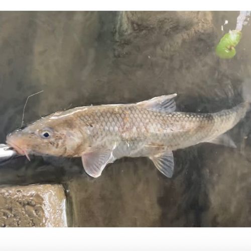 ニゴイの釣果