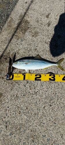 イナダの釣果