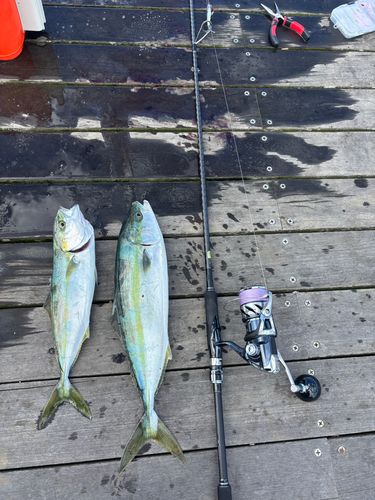 ワラサの釣果