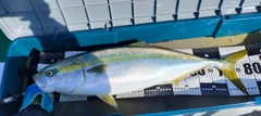ブリの釣果