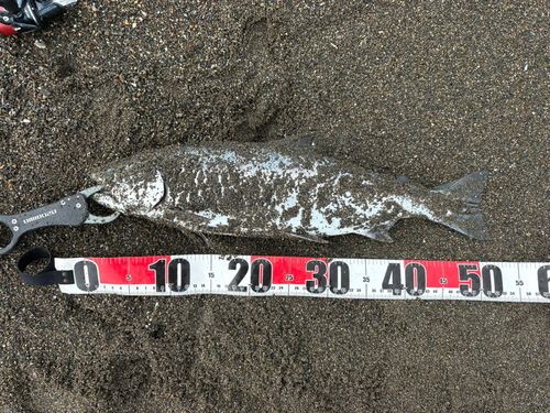 サクラマスの釣果