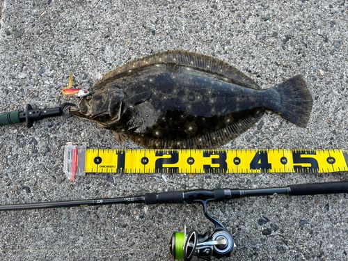 ヒラメの釣果