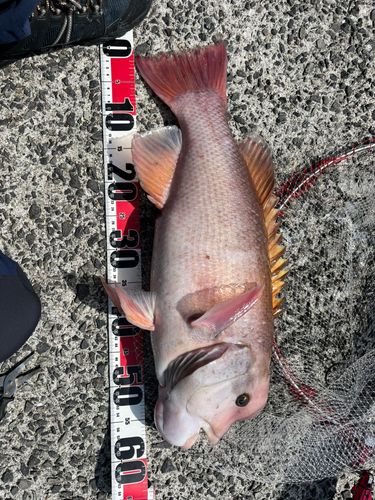 コブダイの釣果