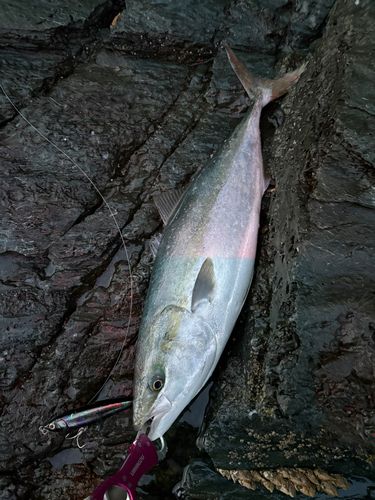 ハマチの釣果