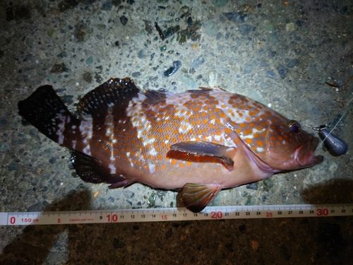 キジハタの釣果
