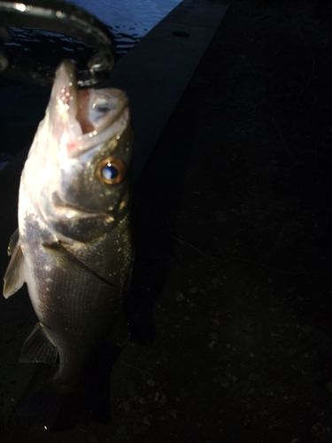 セイゴ（マルスズキ）の釣果
