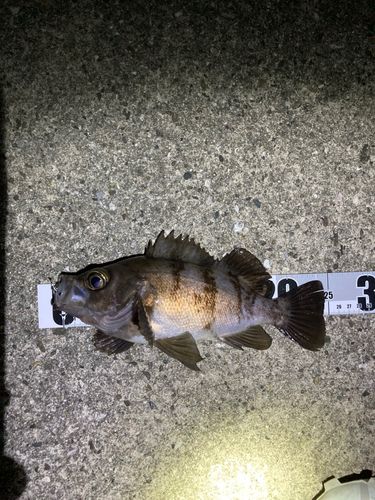 アカメバルの釣果