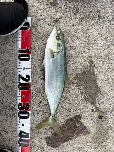 イナダの釣果