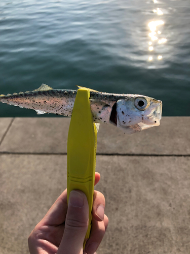 サバの釣果