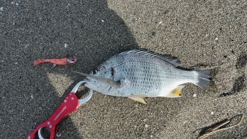 キビレの釣果