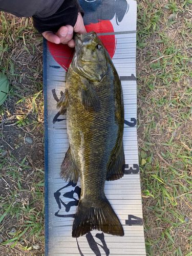 スモールマウスバスの釣果