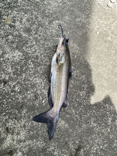 アメリカナマズの釣果