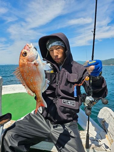 マダイの釣果
