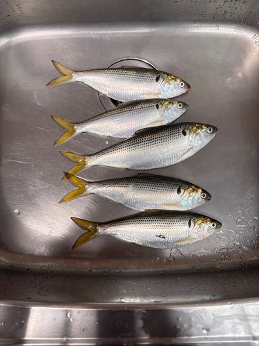 コノシロの釣果
