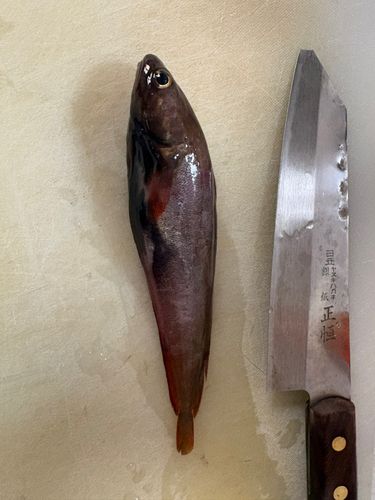 ドンコの釣果