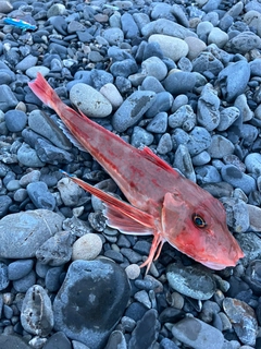 ホウボウの釣果