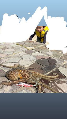 マダコの釣果