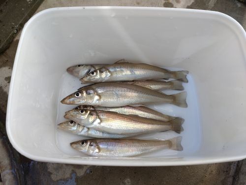キスの釣果