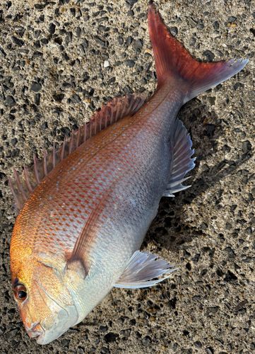 マダイの釣果