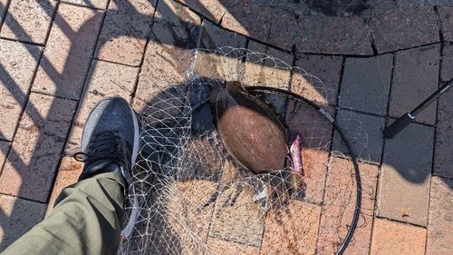モンゴウイカの釣果