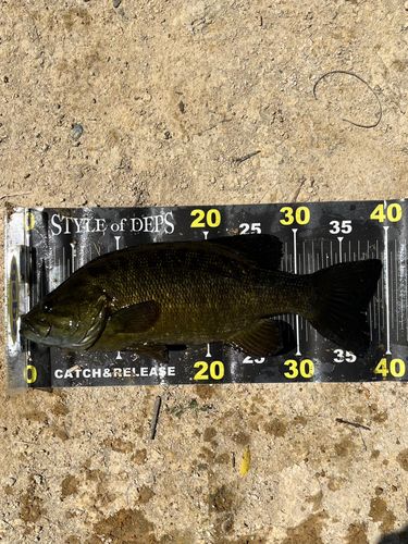 スモールマウスバスの釣果