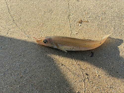 キスの釣果