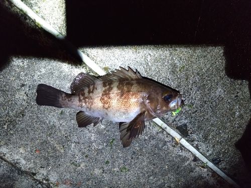 メバルの釣果