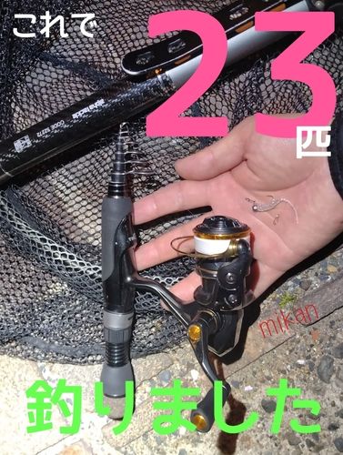 アジの釣果