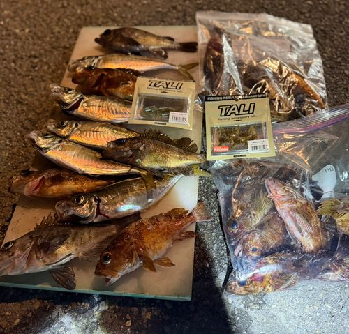 アジの釣果