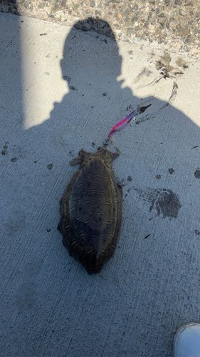モンゴウイカの釣果