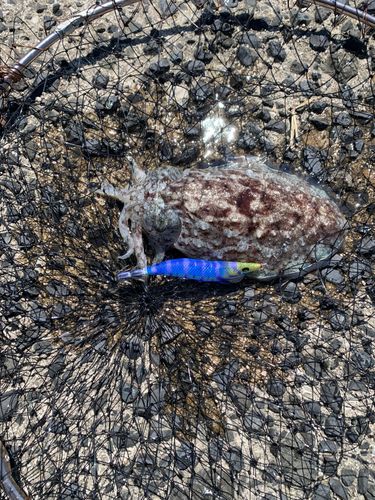コウイカの釣果