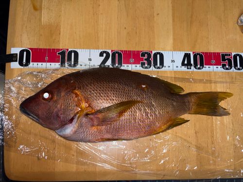 シブダイの釣果