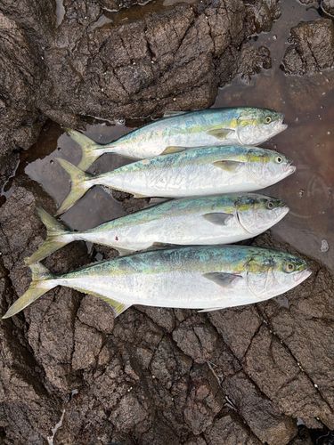ワラサの釣果