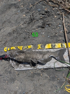 アメリカナマズの釣果