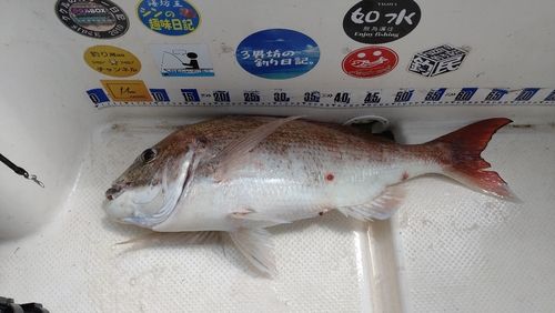 キジハタの釣果