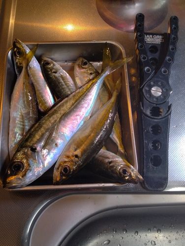 アジの釣果