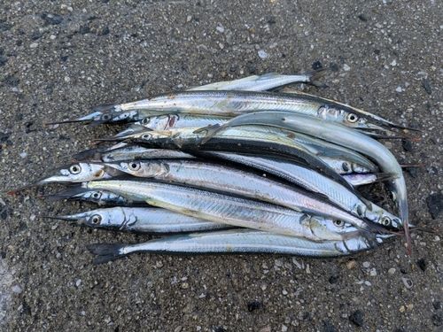 サヨリの釣果