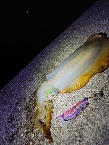 アオリイカの釣果