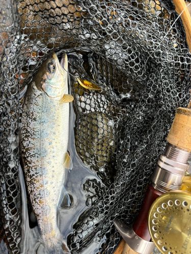 ヤマメの釣果