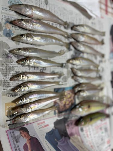 キスの釣果