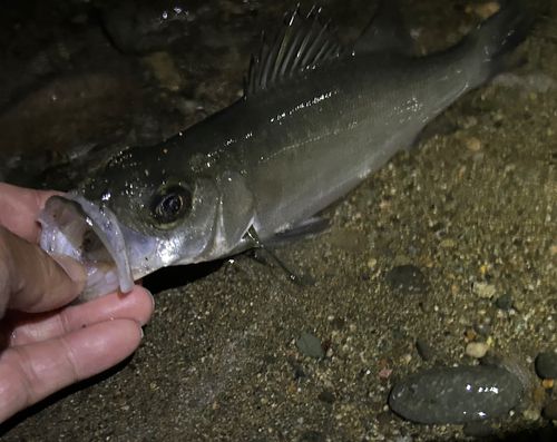 セイゴ（ヒラスズキ）の釣果