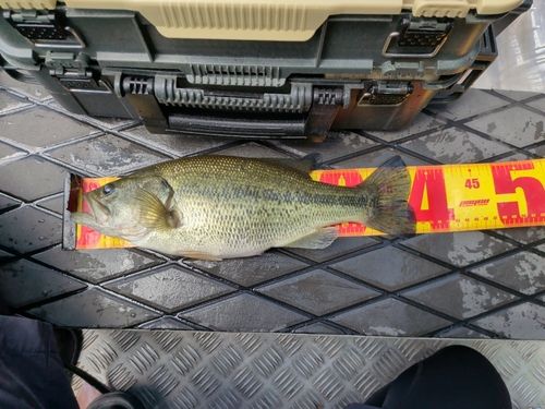ラージマウスバスの釣果