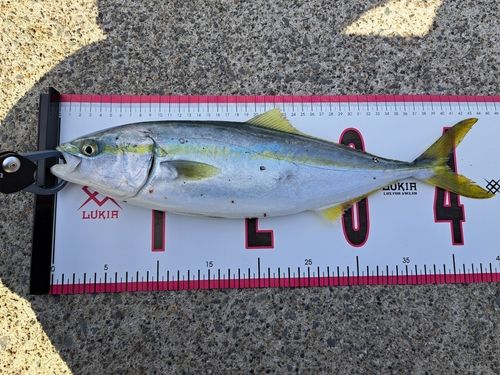 イナダの釣果