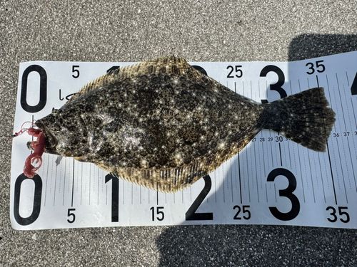 ソゲの釣果