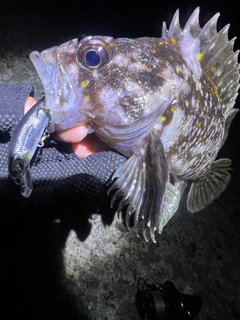 オウゴンムラソイの釣果