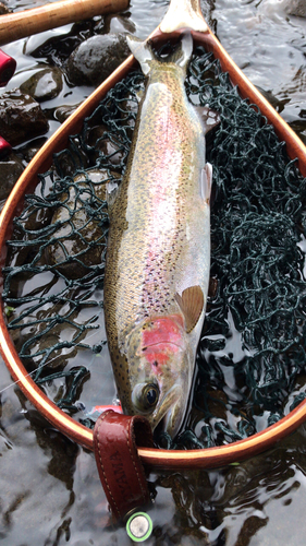 ニジマスの釣果